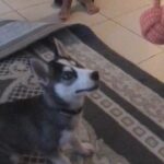 Husky for sale - هكسي للبيع