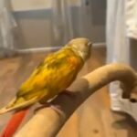 tamed and friendly pied pineapple Conure