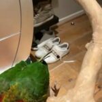 rare Hoffman Conure 1500