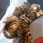 Bengal cats for sale