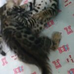 Bengal kitten for sale