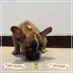 French bulldog litter of 5