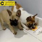 French Bulldogs available