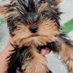 Yorkie pups available