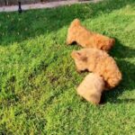 Poodle pups from Slovakia