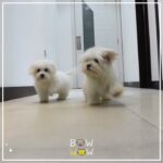 Maltese puppies