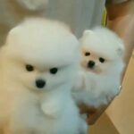 adorable teacup Pomeranian puppies for adoption