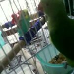 baby IRN parrot