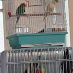 pair bugie + Indian Ring Neck Baby parrot for sale