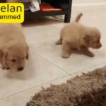 golden retriever puppies