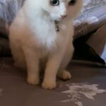 Turkish Angora cat