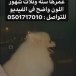 female for sell انثي للبيع