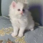 persian 3 months