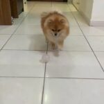 male Pomeranian for mating only..