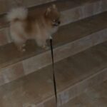 pomeranian for sale