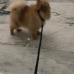 pomeranian for sale