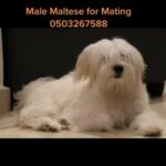 Maltese Male for Mating