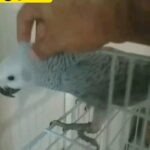 African Grey