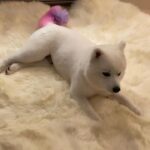 Japanese spitz Male for mating only