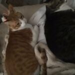 Two lovecats double snuggles and cuddles