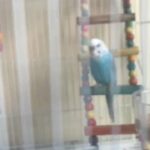 bird with cage and many toys and food