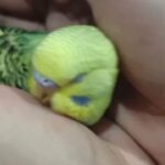 Baby Budgies