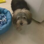 9months old Male Maltese-Full breed