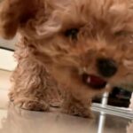 toy poodle available