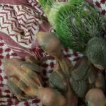 ببغاء الدرة الهنديه اللون الاخضر