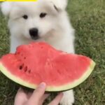 samoyed puppy