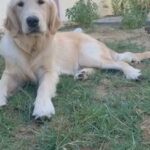 looking forward to buy golden retriever puppy (pure)