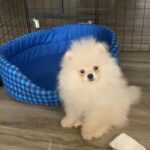 male Pomeranian for mating