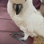 umbrella cockatoo