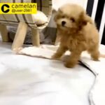toy poodle imported from korea