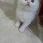 pure white kitten for sale