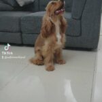 Looking female Cocker Spaniel for mating