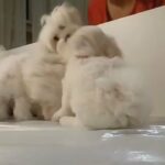 Maltese Puppies for sale now