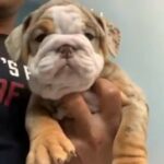 exotic English bulldog puppies can be imported