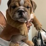 Exotic rare bulldog puppies can be imported from Canada