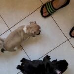 French bulldog puppies 2 month