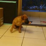 Imported lineage original Belgium Malinois for sale