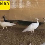 white peacocks for sale available 5