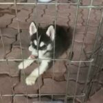 malamute huskies for sale