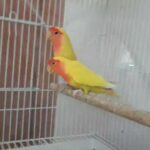 زوج لوفبيرد حجم كبير من اوروبا lovebird pair big size from eurpoe