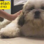 5 months Male Shih Tzu