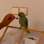 Ringneck for sale درة للبيع
