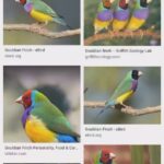 Gouldian Finches