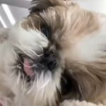 Gorgeous Home Trained Shih-Tzu Puppy 18weeks 5days old
