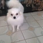 german spitz male dog