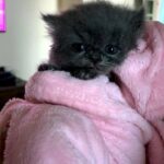 British short hair persian mix kitten